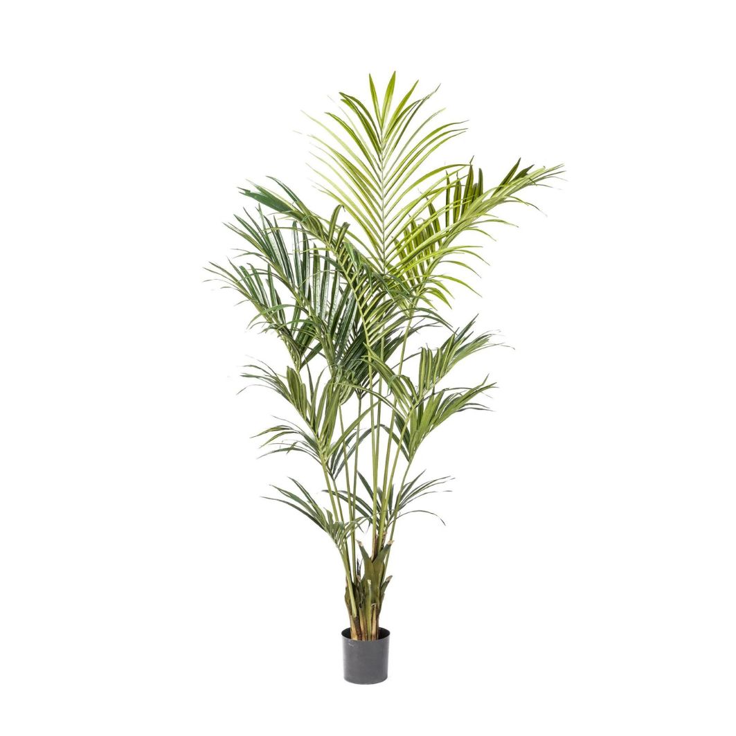 Kentia Palm | 7'