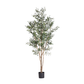 Olive Tree | 7'