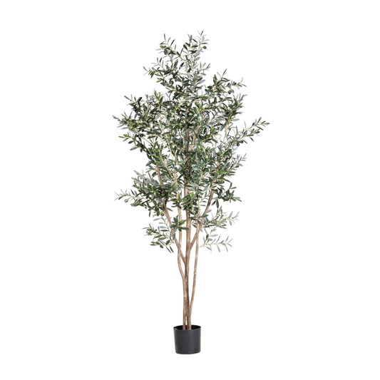 Olive Tree | 7'