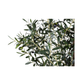 Olive Tree | 7'