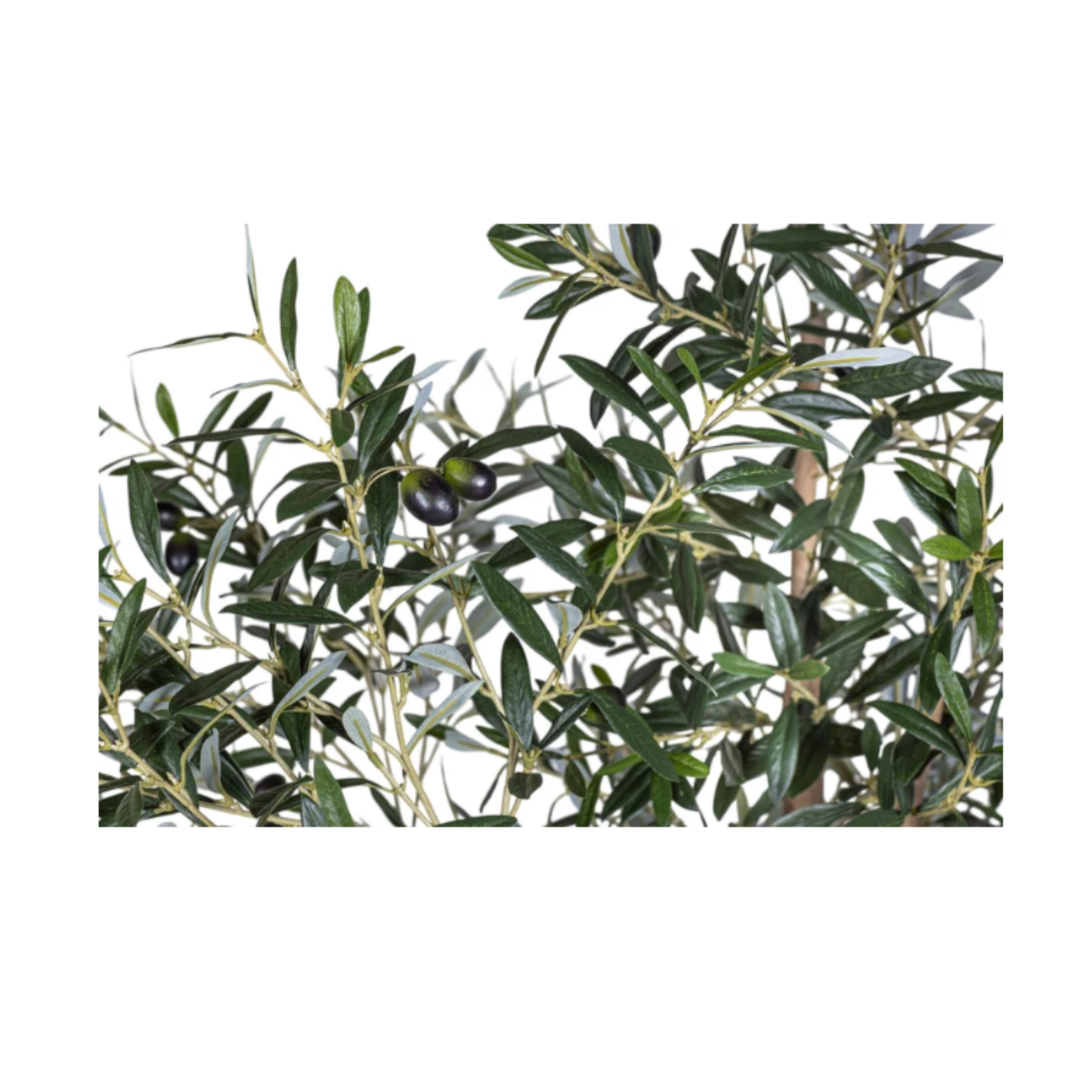Olive Tree | 7'