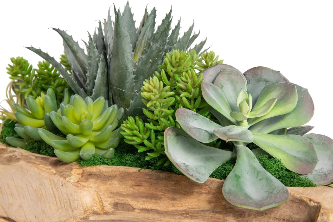 Driftwood Succulent Arrangement