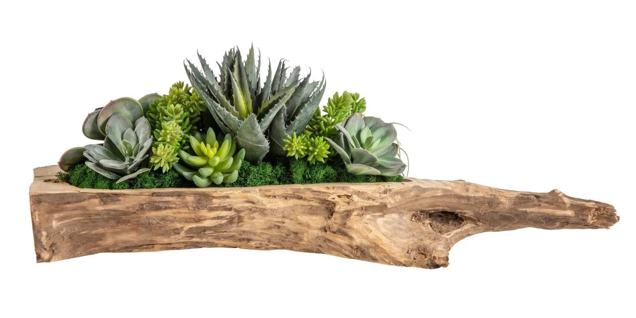 Driftwood Succulent Arrangement