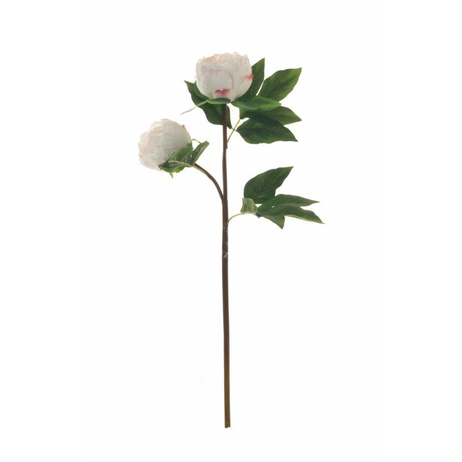 WHITE PEONY STEM