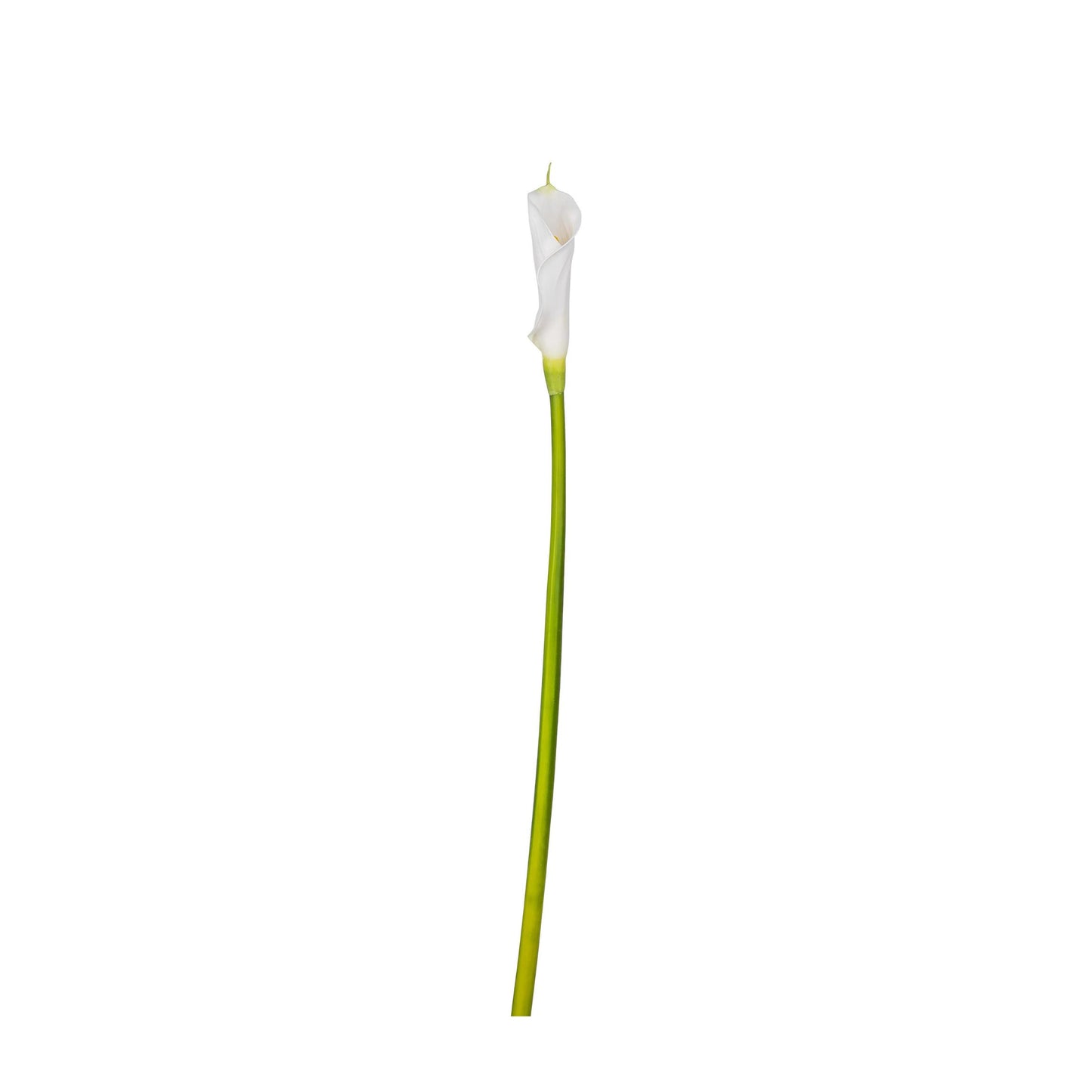 Calla Lily Stem | 30"