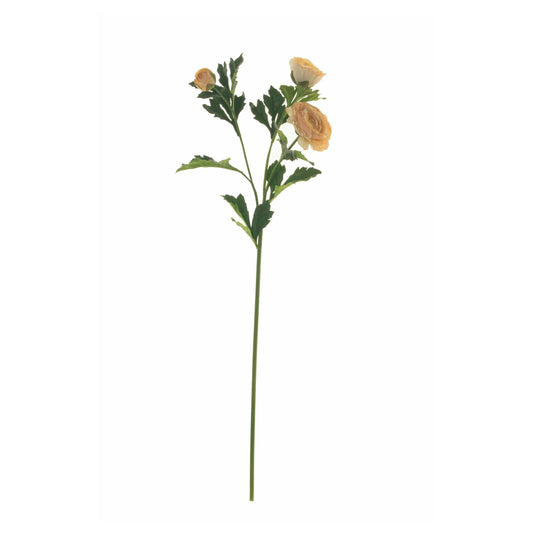 Orange Ranunculus Stem