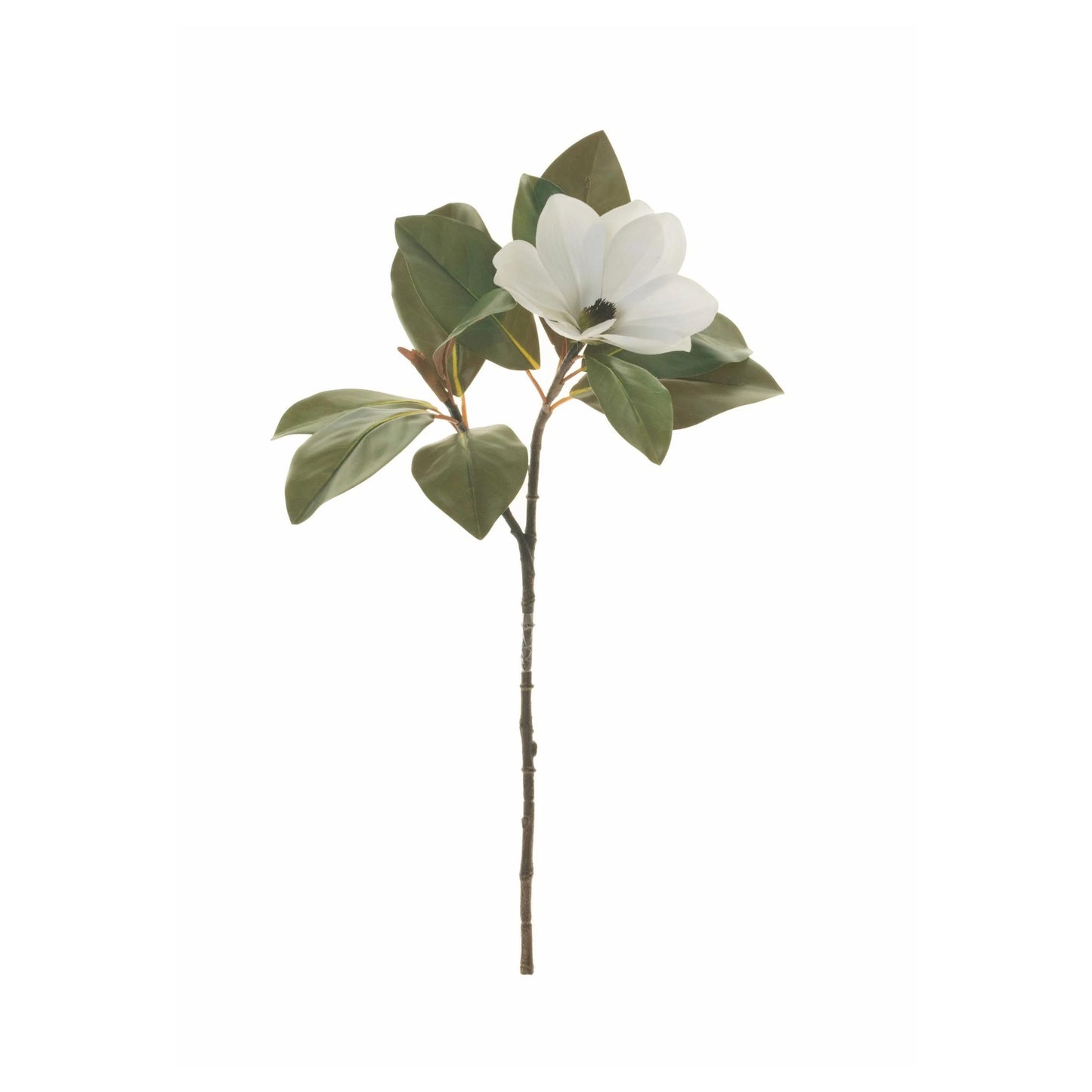 Magnolia Stem | 27"