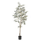 Olive Tree | 5'