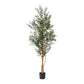 Olive Tree | 7.5' I No Olives