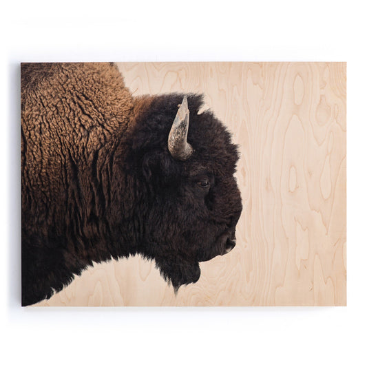 Bison