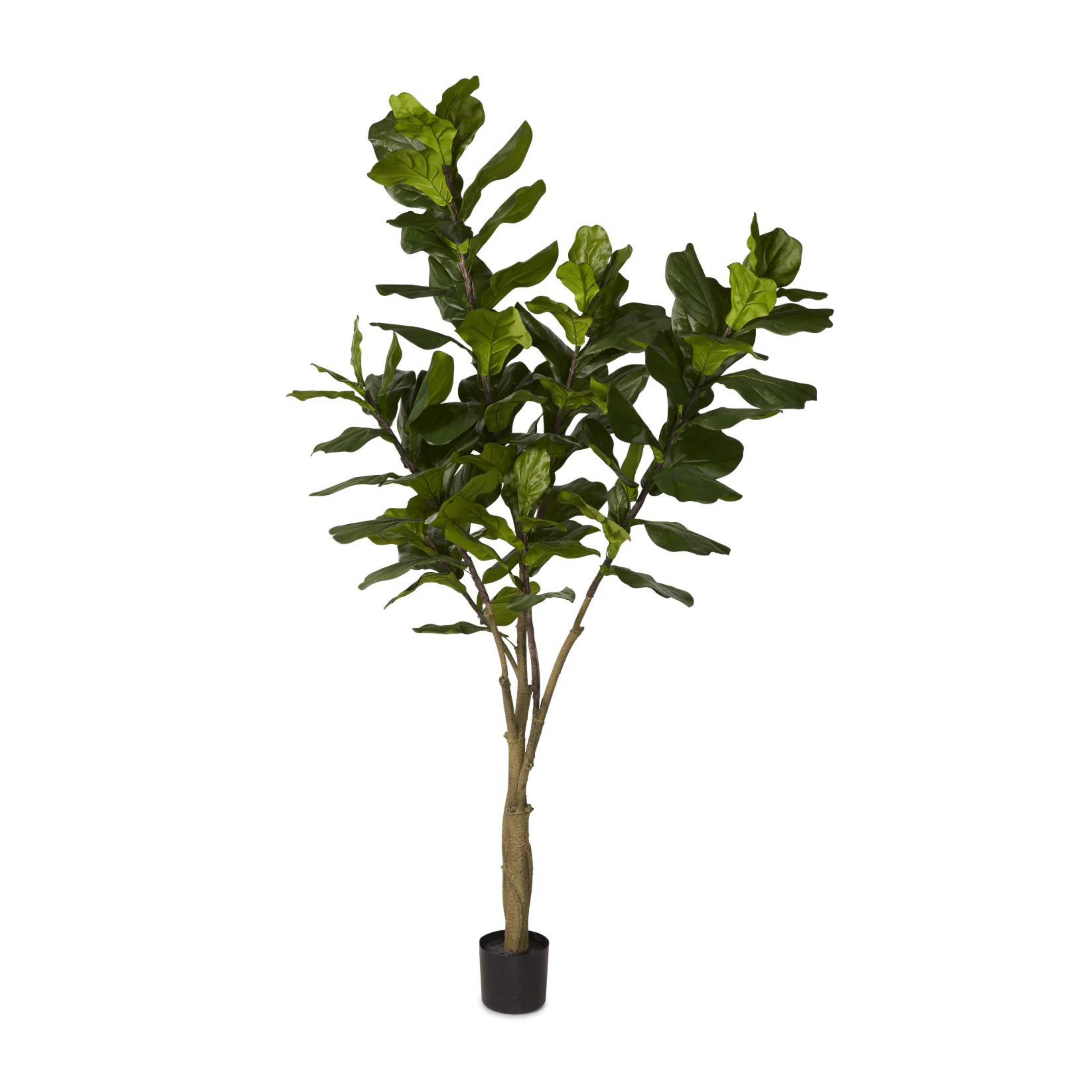 Fiddle Leaf Fig Tree | 7' UV Treated