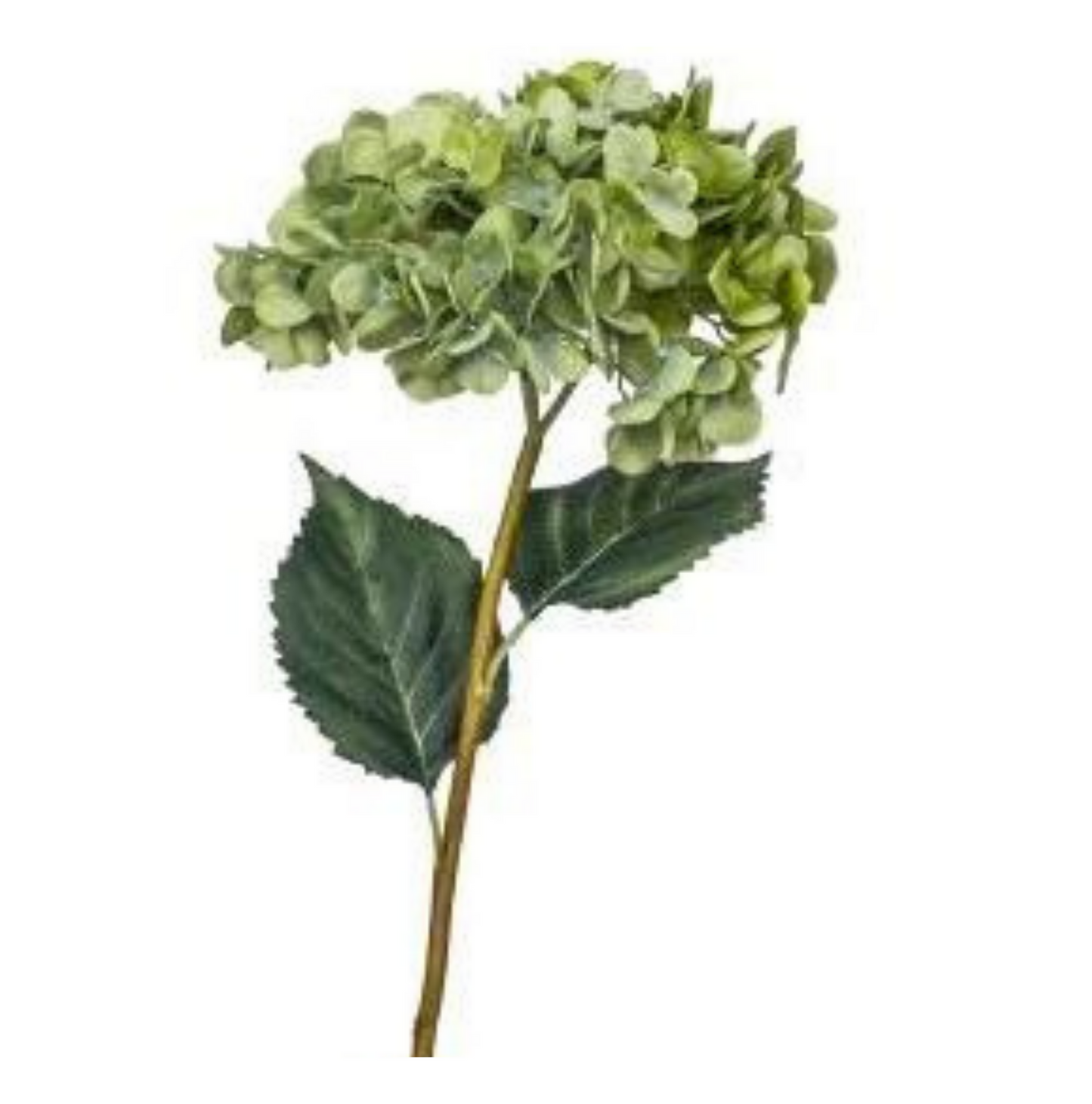 Green Hydrangea Spray