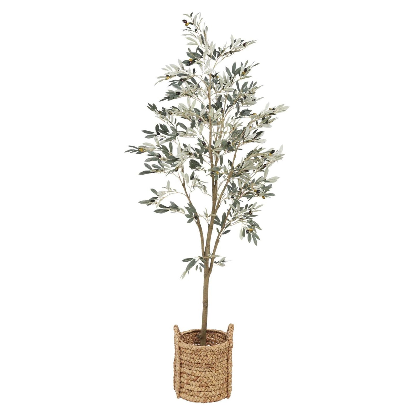 Olive Tree | 5'